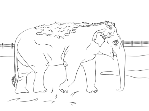 Cute Indian Elephant Coloring Page